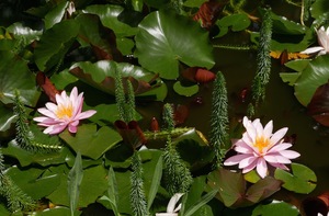 Water Lilies