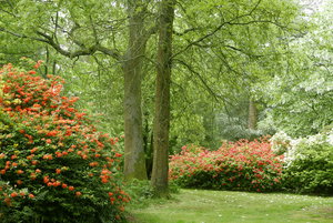 More Grove Flowers