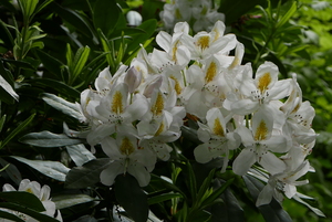 White Rhododendron