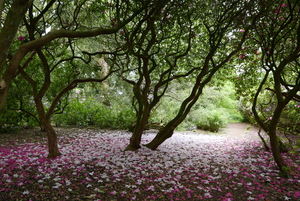 Fallen Petals