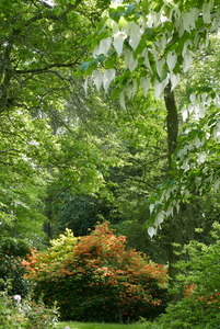 Handkerchief Tree