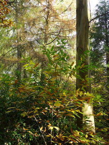 A corner of the Grove