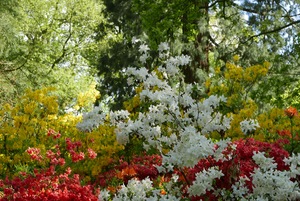 Azaleas Azaleas