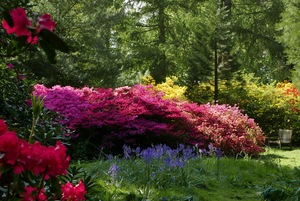 Azalea season