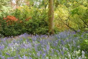 Bluebells in the Grove