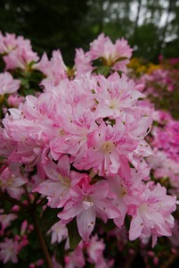 Azaleas in the Grove b