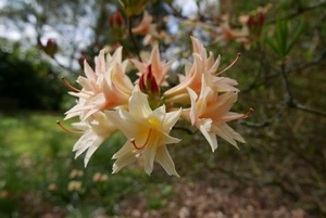 Azaleas in the Grove