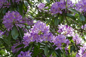 More Lilac Rhododendrons