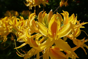 Azaleas that smell lovely