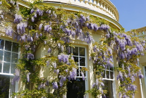 Wisteria outside the dining room