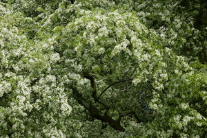 Spring Grove