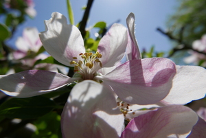Apple Blossoms