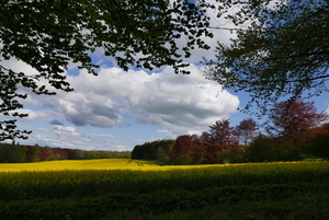 Rapeseed Field