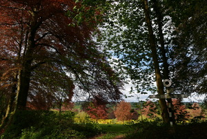 Coppering beeches