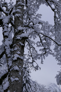Cold tree (again)