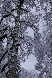 Cold tree