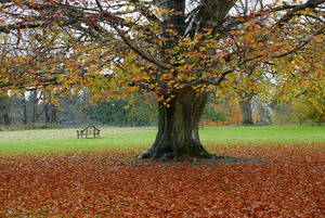 Autumn at the Centre