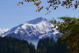 Giferspitz waiting in snow