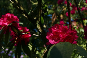 Rhododendron in the Grove