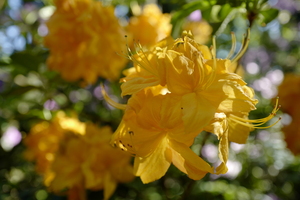 Azaleas bursting