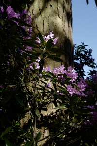 Rhododendron climbing a tree