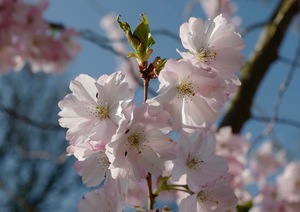 Spring blossoms