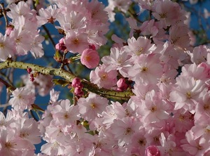 Cherry blossoms