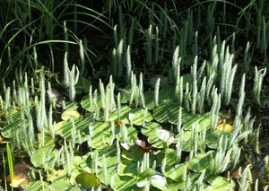 Pond life