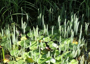 Pond life