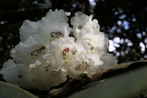 Rhododendron - Lit