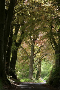 Copper beeches, around the block