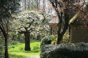 Blooming cherries