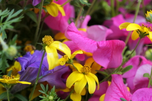 In the window box