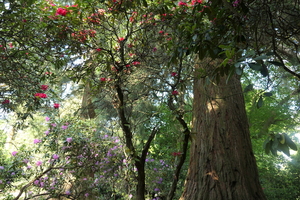 In the spring Grove 2