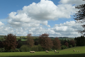 Aw, sheep!