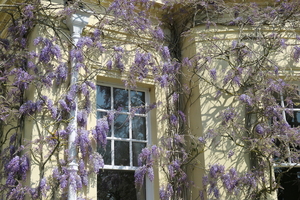 Brockwod Wisteria