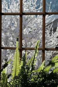 Winter ferns