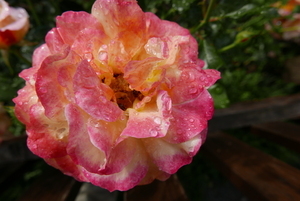 Chalet Solitude Rose