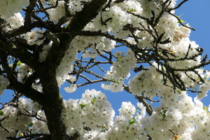 Cherry Tree branches