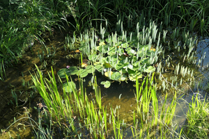 The plum pond