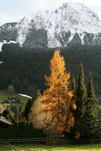 Behind Chalet Solitude in autumn