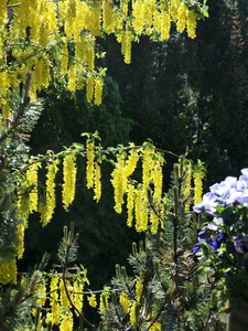 Laburnum