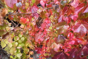 Virginia Creeper