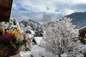 Winter flowers