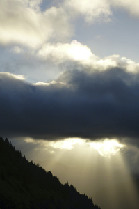 Dark and Light in the Black Forest