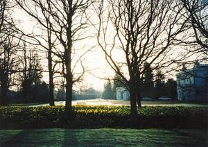 North side of School, daffodils in morning light